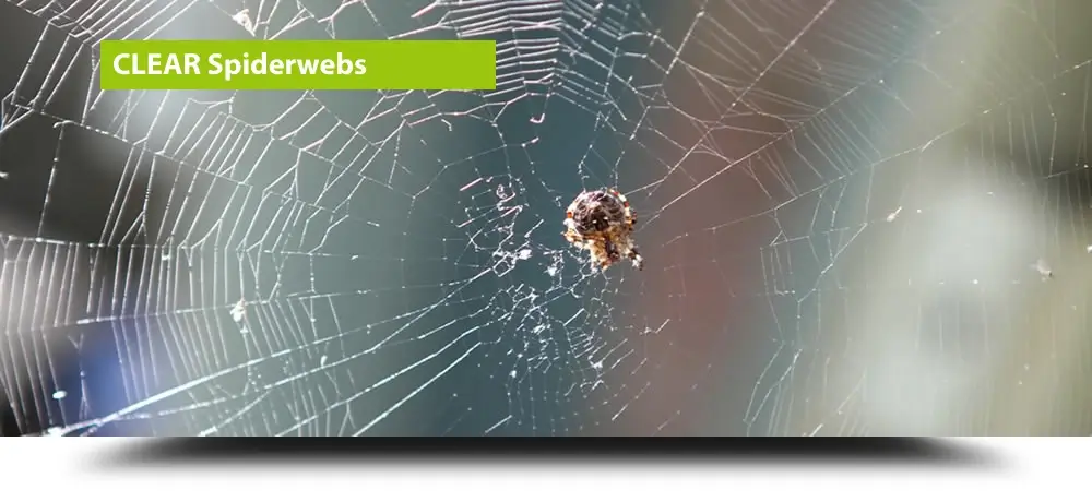 Spiderweb